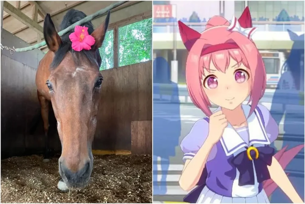 Penggemar Uma Musume Kini Bisa Mengirim Hadiah untuk Kuda Asli Haru Urara