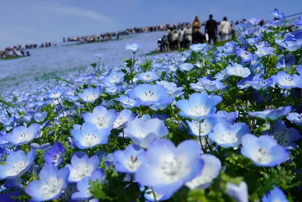 bunga nemophila