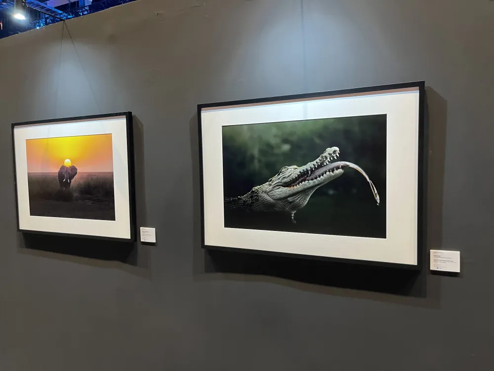 SONY Alpha Festival 2026