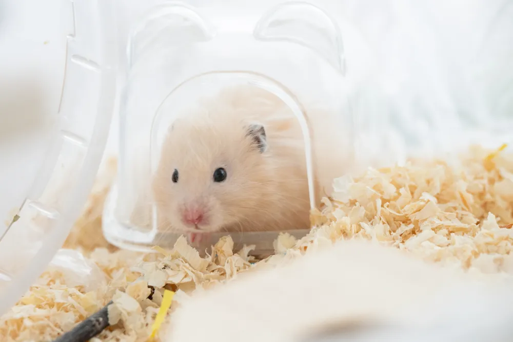 Hamta Sweet Hamster Days