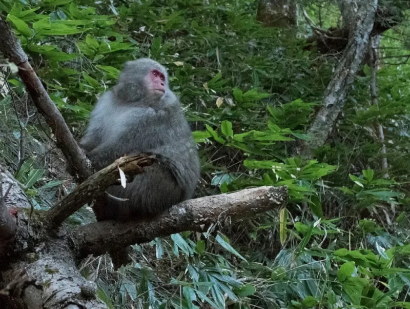 Seorang Pria di Jepang Dikejar Seekor Monyet Liar Saat Sedang Melakukan Jogging